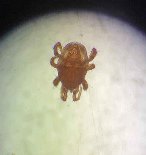 Parasitellus sp.